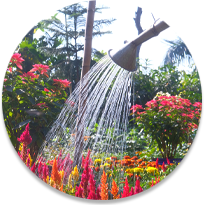 Watering garden