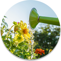 Watering flowers