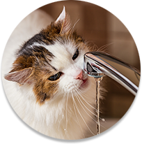 Cat drinking water from faucet