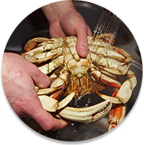 Hands holding a crab